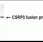 Western Blot: E coli-derived fusion protein as test antigen. XW-7128 dilution: 1:2,000.