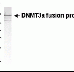 Western Blot: Anti-Dnmt3a antibody XW-7148 at 1/2000 dilution + E.coli. derived Dnmt3a fusion protein. Secondary: HRP conjugated goat anti IgY at 1/1000 dilution. Predicted band size : 109 kDa