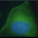 Immunocytochemistry staining of DPP4 antibody.