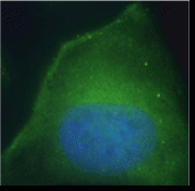 DPP4 Antibody