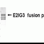 Western Blot: XW-7166 at a 1:2,000 dilution. E coli-derived fusion protein as test antigen.