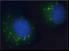 EEA1 Antibody