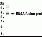 Western Blot: E coli-derived fusion protein as test antigen. XW-7177 dilution: 1:2,000.