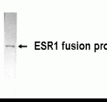 Western Blot: XW-7187 dilution: 1:2,000 detecting E coli-derived fusion protein.