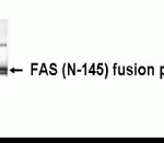Western Blot: XW-7192 dilution: 1:2,000, Goat anti-HRP dilution: 1:1,000. E coli-derived fusion protein as test antigen.
