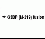 Western blot detection of G3BP antibody.