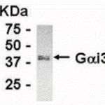 Western blot detection of endogenous Gai3 protein in normal rat kidney cell line. Anti-Gai3 IgY dilution: 1:1000; goat anti-IgY Fc-HRP: 1:10,000.