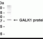 Western blot : Human liver cell lysate as test antigen. Loaded 50ug of protein per lane. Affi-pure IgY dilution: 1/500, Goat anti-IgY-HRP dilution: 1/1000. Colorimetric method for signal development.