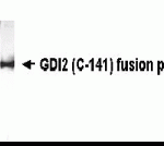 Western Blot: XW-7220 at 1/2000 WB detection of E. coli derived GDI2 fusion protein.