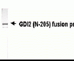 Western Blot: XW-7221 at 1/2000 WB detection of E. coli derived GDI2 fusion protein.