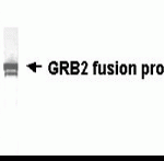 Western Blot of of GRB2 antibody.  E coli derived fusion protein as test antigen. XW-7229 dilution: 1:2000. Colorimetric method for signal development.