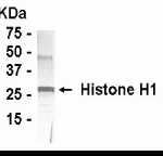 Western blot detection of Histone H1 antibody.
