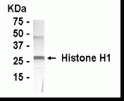 Histone H1 Antibody