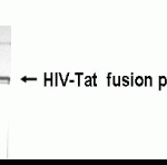 Western blot detection of HIV-Tat antibody.