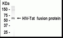 HIV-Tat Antibody