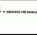Western Blot - NOA36 Antibody (XW-7257). Anti-NOA36 antibody (XW-7257) at 1/2000 dilution (E coli-derived fusion protein). Secondary: Goat anti-IgY-HRP. Predicted band size : 75 kDa