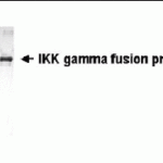 Western blot detection of NEMO antibody.