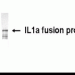 Western blot of IL1 alpha antibody (XW-7291) at 1/2000 dilution + E.coli derived IL1 alpha fusion protein. Secondary: HRP conjugated goat anti IgY at 1/1000 dilution. Predicted band size : 32 kDa