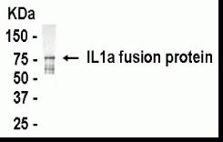 IL1A Antibody