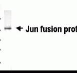 Western Blot of JUN antibody. E coli-derived fusion protein as test antigen. XW-7318 dilution: 1/2000, Goat anti-IgY-HRP dilution: 1/1000. Colorimetric method for signal development. Arrow points to Jun fusion protein. Predicted band size : 40 kDa