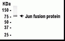 JUN Antibody