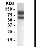 Western blot of LDLR antibody. Transiently transfected 293 cells probed with XW-7339.