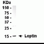 Western blot detection of Leptin antibody.