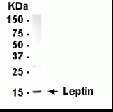 LEP Antibody