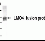 Western Blot using E coli-derived fusion protein as test antigen. Affi-anti- LMO4 IgY dilution: 1:2000, Goat anti-IgY-HRP dilution: 1:1000. Colorimetric method for signal development.
