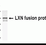 Western Blot using E coli-derived fusion protein as test antigen. IgY dilution: 1/2000, Goat anti-IgY-HRP dilution: 1/2000. Colorimetric method for signal development.