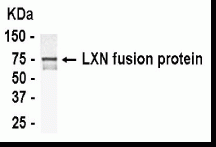 LXN Antibody
