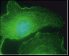 M6PR Antibody