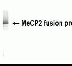 Western blot detection of MeCP2 antibody.