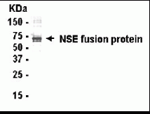 ENO1 Antibody
