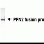 Western Blot with E coli-derived fusion protein as test antigen. Affi-anti-PFN2 IgY dilution: 1:2000, Goat anti-IgY-HRP dilution: 1:1000. Colorimetric method for signal development
