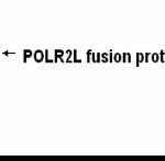 Western blot detection of E coli-derived POLR2L fusion protein. IgY dilutions: 1:2000, goat anti-IgY Fc-HRP: 1:1000, colorimetric method for signal development. Predicted band size : 7.6 kDa