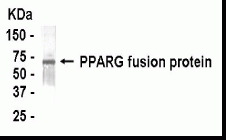 PPARG Antibody