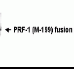 Western blot detection of PRF-1 (M-199) antibody.