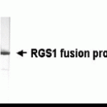 Western Blot using E coli-derived fusion protein as test antigen. Affi-anti-RGS1 IgY dilution: 1:2000, Goat anti-IgY-HRP dilution: 1:1000. Colorimetric method for signal development. Predicted band size : 24 kDa