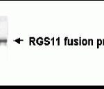 Western blot detection of RGS11 (M-136) antibody.