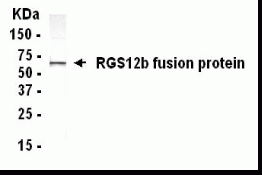 RGS12 (C-76) Antibody