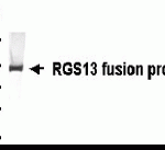 Western Blot: E coli-derived fusion protein as test antigen. XW-7524 dilution: 1:1,000.