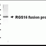 Western blot: E coli-derived fusion protein as test antigen. XW-7526 dilution: 1:2,000.