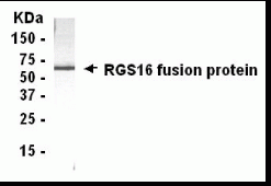 RGS16 Antibody