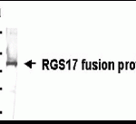 Western Blot: XW-7527 dilution: 1:2,000. Goat anti-IgY-HRP dilution: 1:1,000. E coli-derived fusion protein as test antigen.