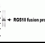 Western Blot: E coli-derived fusion protein as test antigen. XW-7528 dilution: 1:2,000, Goat anti-IgY-HRP dilution: 1:1,000.
