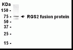 RGS2 Antibody