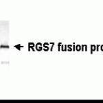 Western Blot: E coli-derived fusion protein as test antigen. XW-7536 dilution: 1:2,000.