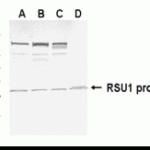 Western blot detection of RSU1 antibody.