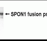 Western Blot analysis of SPON1 using XW-7587 at a 1:2,000 dilution. E coli-derived fusion protein as test antigen.